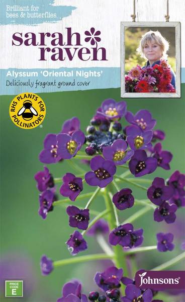 Alyssum Oriental Nights