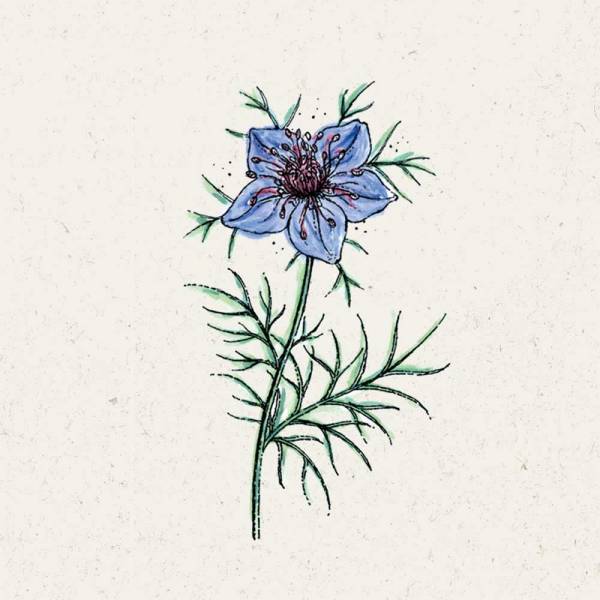 Blumensamen Nigella hispanica