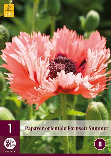 Orientalischer Mohn Fornsett Summer