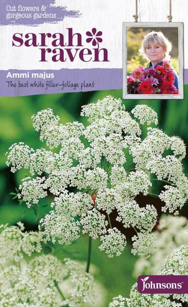 Blumensamen Ammi majus (Große Knorpelmöhre)