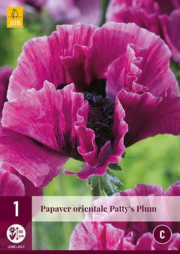 Orientalischer Mohn Patty's Plum