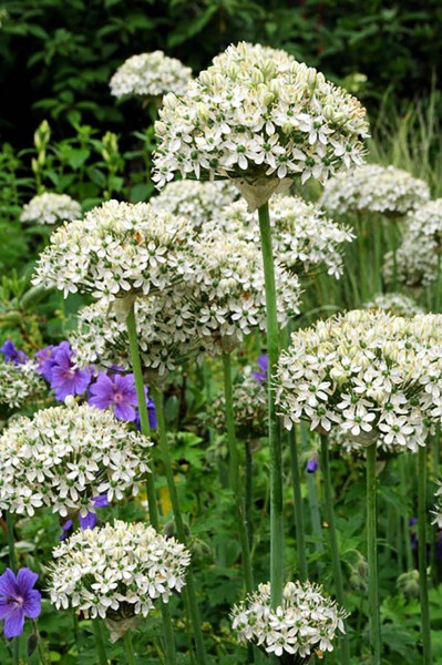 Allium nigrum