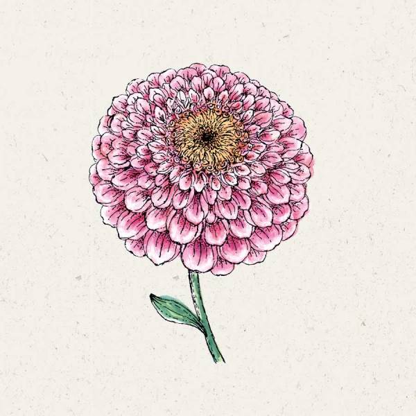 Blumensamen Zinnia Elegans Zahara Double Raspberry