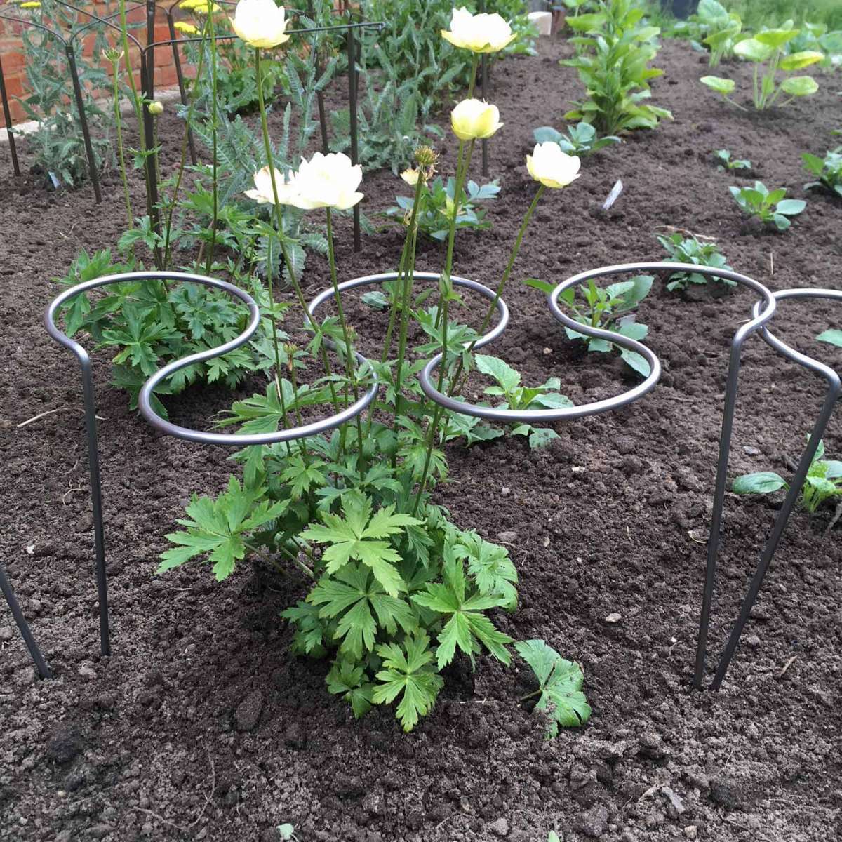 Staudenstützen »5 Ring Grow Through« Staudenhalter Pflanzenstützen