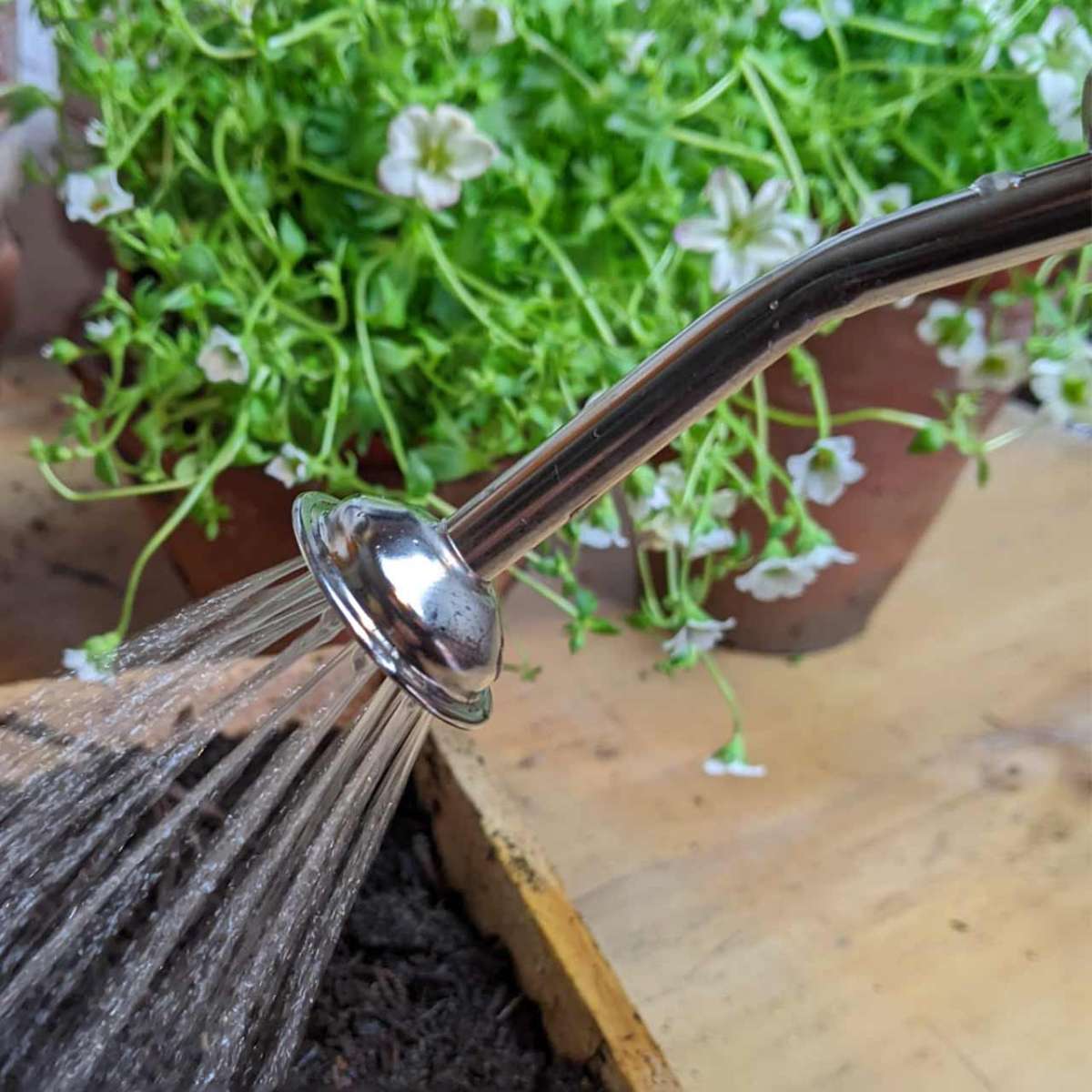 Ballbrause Aussaat und Anzucht Gartenjahr Gartenbedarf The