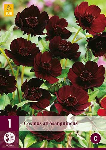 Schockoladenblume Cosmos atrosanguiseurs