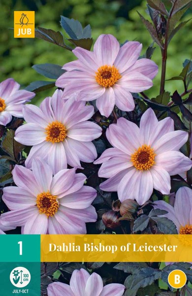 Dahlia Bishop of Leicester