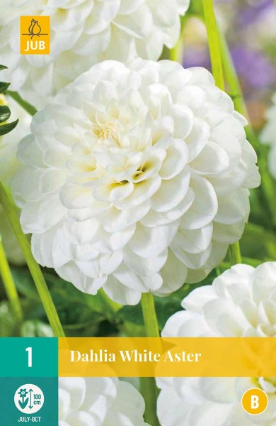 Dahlie White Aster Dahlie White Aster