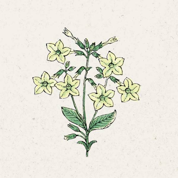 Blumensamen Nicotiana alata Lime Green Ziertabak