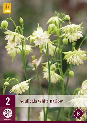 Aquilegia »White Barlow« - Akelei