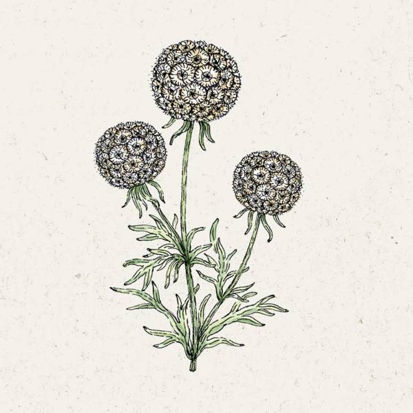 Blumensamen Scabiosa Stellata »Drumstick« (Skabiose)