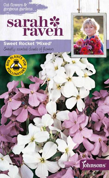 Blumensamen Sweet Rocket Mixed Nachtviole