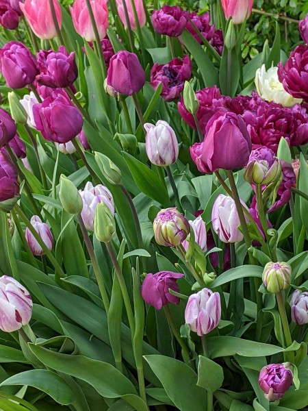 Tulpen Kollektion We love Tulips Purple Love
