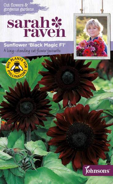 Blumensamen Sunflower Black Magic F1 Sonnenblume