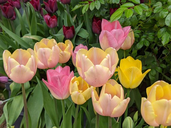 We love tulips Orange
