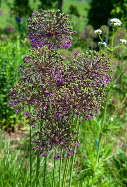 Allium Purple Rain