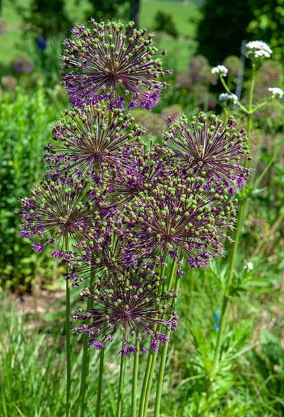 Allium Purple Rain