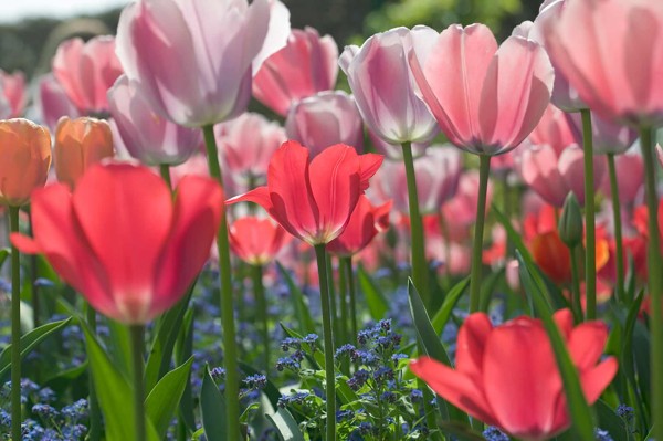 Blumenzwiebel-Kollektion RosaRot