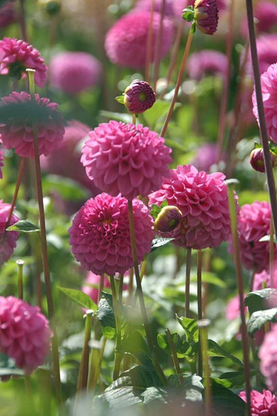 Bio Dahlie »Pink Pop«
