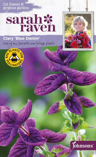 Salvia viridis Clary Blue Denim von Sarah Raven