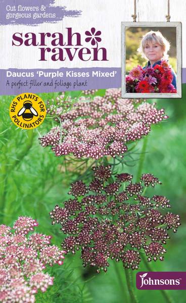 Blumensamen Daucus Purple Kisses Mixed