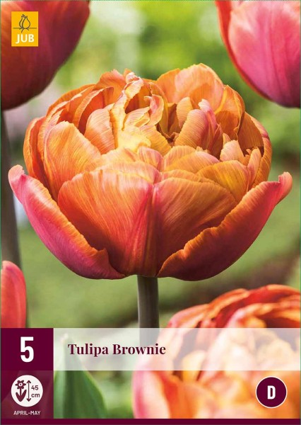 Tulpe Brownie