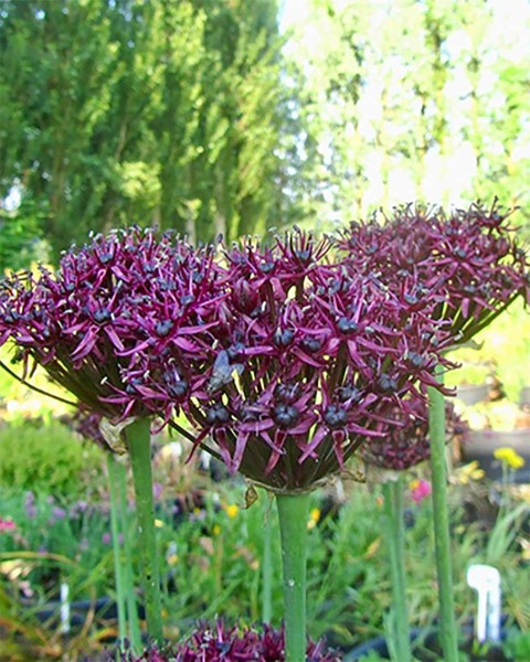 Zierlauch Allium atropurpureum