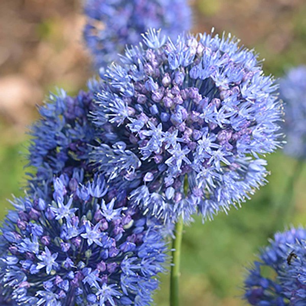 Allium caeruleum Allium caeruleum
