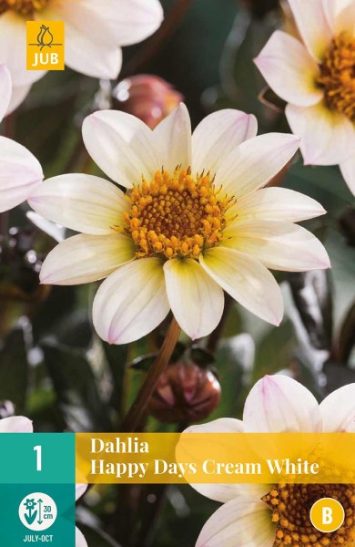 Dahlie Happy Days Cream White