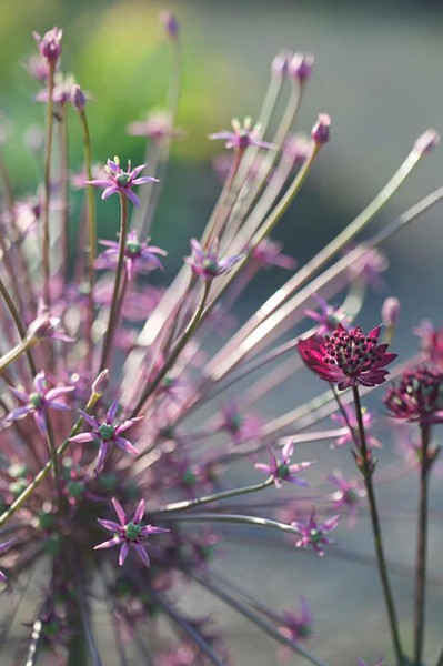 Allium Schubertii