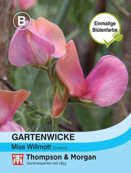 Gartenwicke Miss Wilmott