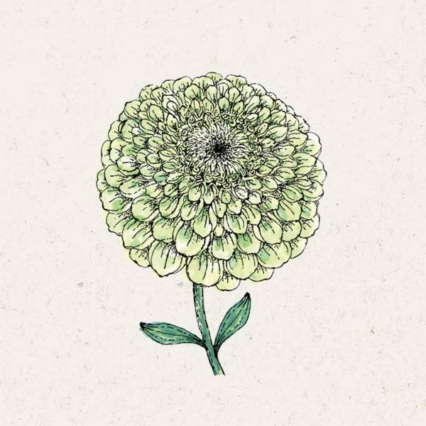 Blumensamen Zinnia elegans Bernary`s Giant Lime