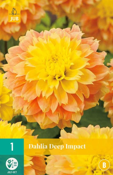 Dahlie »Deep Impact« Dahlie »Deep Impact«