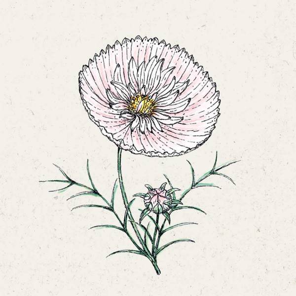 Blumensamen Cosmos bipinnatus »Cupcake Blush« (Kosmee)