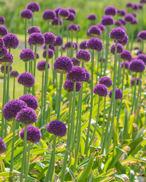 Allium Ambassardor