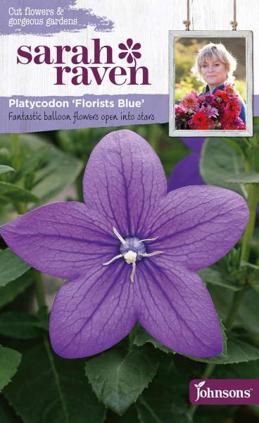 Blumensamen Platyxodon Florists Blue