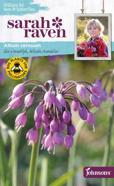 Blumensamen Allium cernuum Sarah Raven