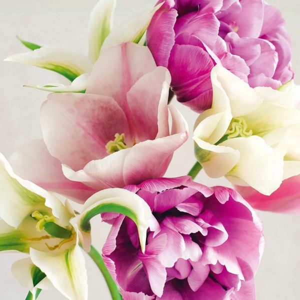 Tulpenkollektion »Lilac & Lilies«