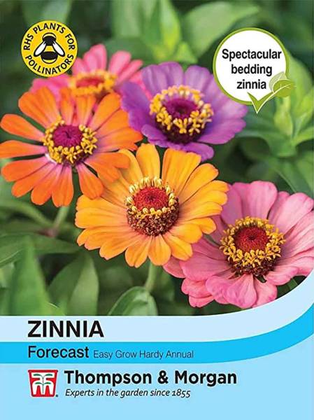 Zinnienmischung Forecast