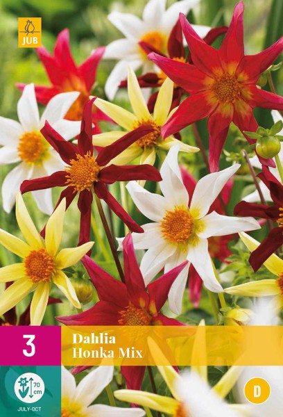 Dahlien Kollektion »Honka Mix« 3 Stück Dahlien Kollektion »Honka Mix« 3 Stück