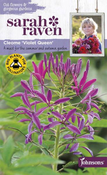 Blumensamen Cleome Violet Queen Spinnenblume