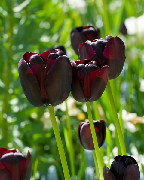 Tulpe Queen of Night