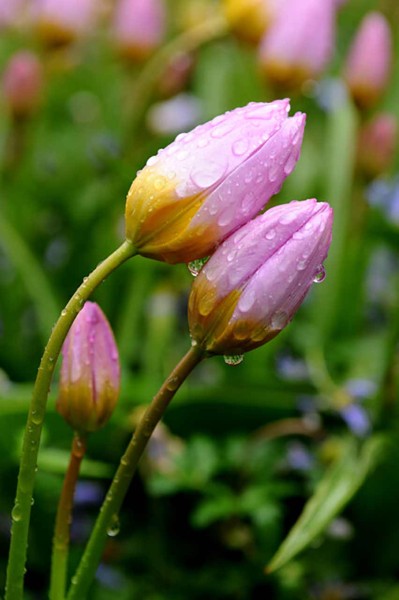 Tulpe »Tulipa bakeri - Lilac Wonder« (Felsen-Tulpe) - 50 Stück