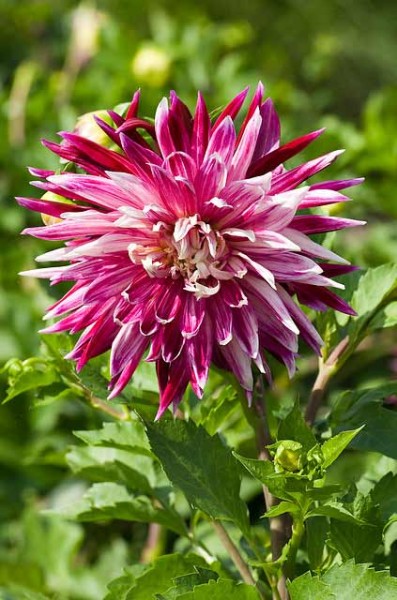 Dahlie Vancouver