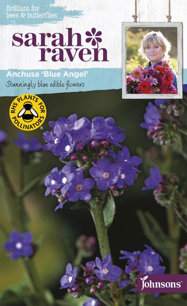 Buglosse Du Cap (Anchusa Capensis