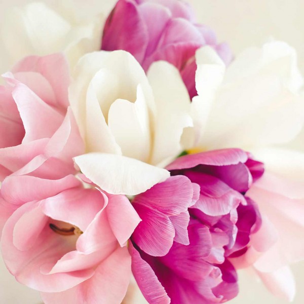 Tulpenkollektion »Classic Pink«