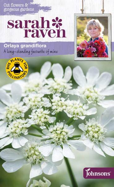 Blumensamen Orlaya grandiflora von Sarah Raven