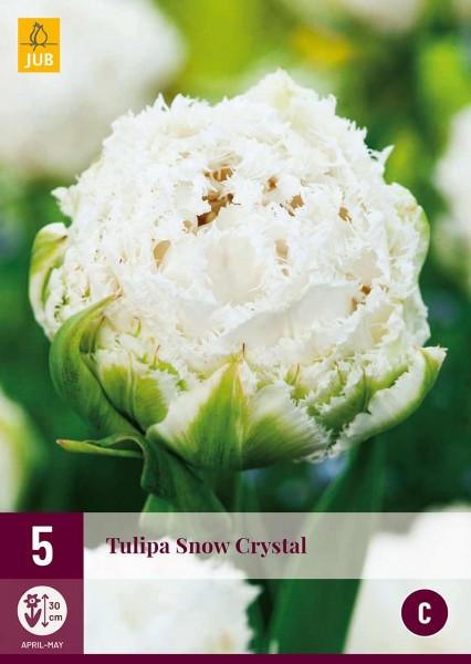 Tulpe Snow Crystal