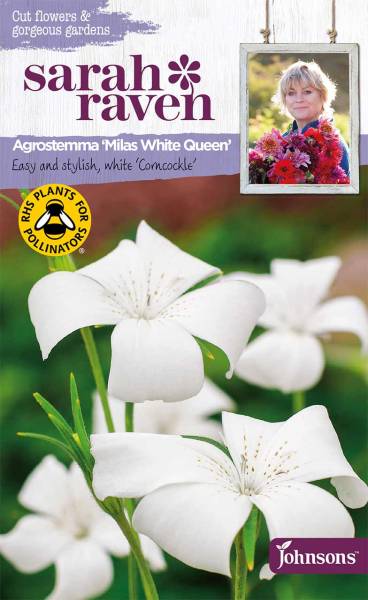 Blumensamen Agrostemma »Milas White Queen«