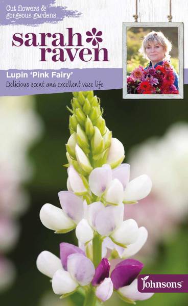 Blumensamen Lupine Pink Fairy